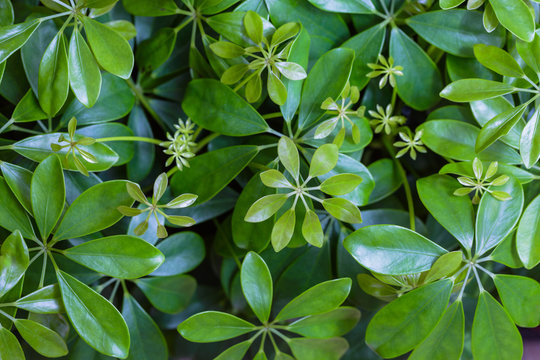 Dwarf Umbrella (Schefflera actinophylla) ornamental plants .Background Pattern, Vertical Green Leaves Textured or Green Bush Background.
