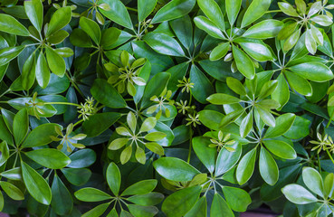 Dwarf Umbrella (Schefflera actinophylla) ornamental plants .Background Pattern, Vertical Green...