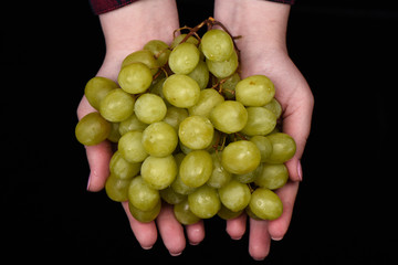 Female hands with green grapes.