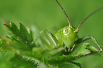 grasshopper