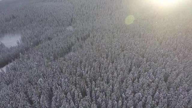 Conifers, mountains, winter, bird's eye view, light reflex