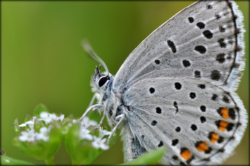 Obraz premium butterfly