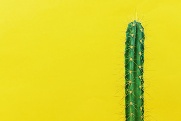 Cactus on yellow background. Creative design. Minimal  art gallery. Fresh colors pastel trend.