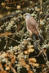 Eurasian Kestrel - Falco tinnunculus, beautiful raptor from European forest.
