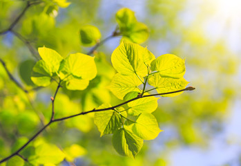 Sunlight shining through new linden leaves.