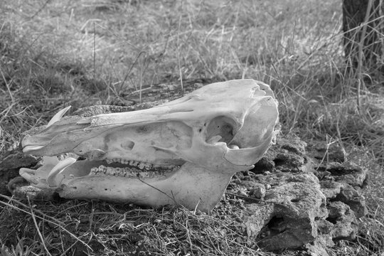 Skull of wild boar on dry grass background, left view, black and white photo