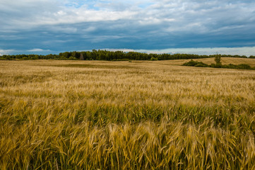 agricultural field under a cloudy sky. golden ears of rye