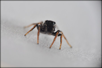 Spider