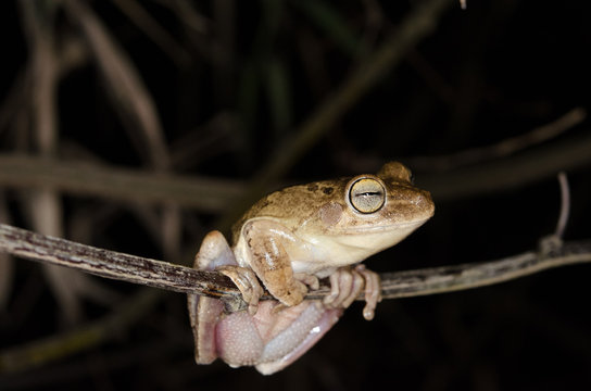 รูปภาพHypsiboas เลือกดูภาพถ่ายสต็อก เวกเตอร์ และวิดีโอ195 Adobe Stock