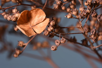 Winter still life dry hydrangea close-up