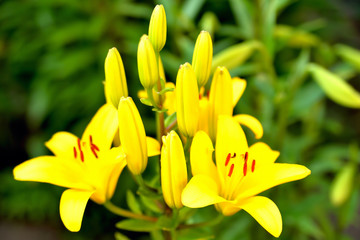yellow flowers and buds against the background of green leaves