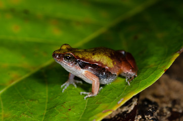 Physalaemus cuvieri