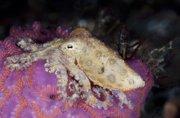 Greater Blue-Ringed Octopus