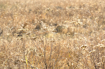 Dry meadow in sunlight