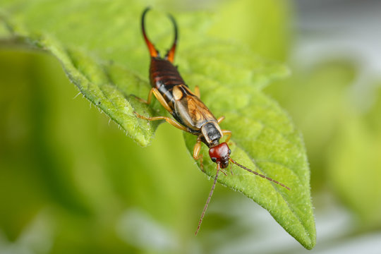 Small earwig looks out from the edge of tomato leaf. Highly detailed macrophotography of adult male exemplar of Forficula auricularia, a well known insect pest in farming