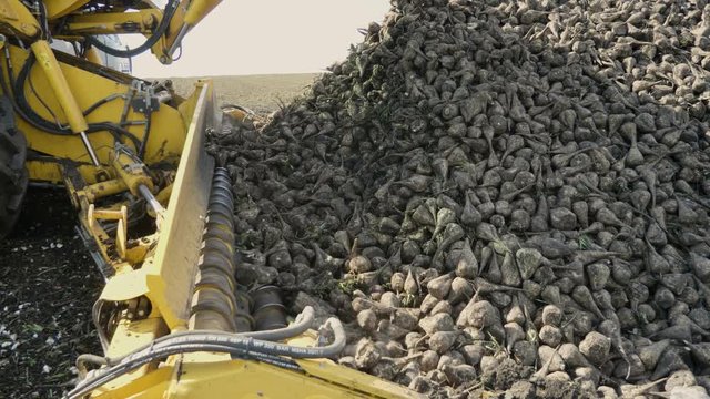 Agricultural equipment. Crane conveyor unloading tubers of sugar beet from the ground to the truck. 4K