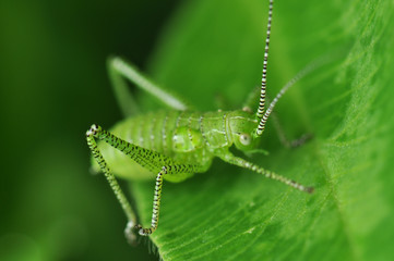Grasshopper
