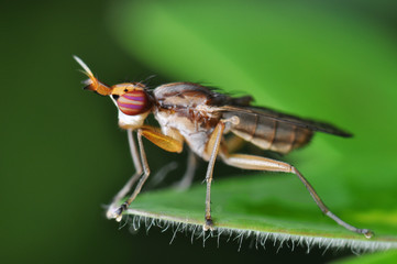 Fly