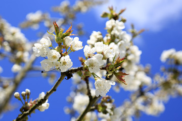 Blossom tree branches with sky at background.