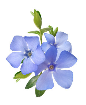 bright violet wild periwinkle flower bouquet