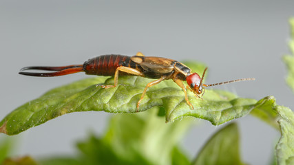 Reddish and golden bug over a leaf. Macro view of small insect, Forficula auricularia, in tomato plants. On gray background