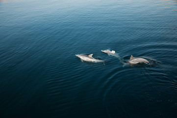 Naklejka premium Three dolphins playing in the sea