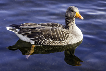 Wild greylag goose (Anser anser) in Bedfont Lakes Country Park - London, United Kingdom