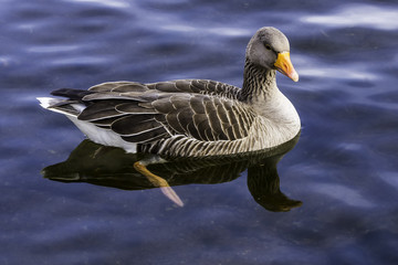 Wild greylag goose (Anser anser) in Bedfont Lakes Country Park - London, United Kingdom