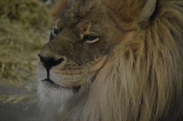Male Lion