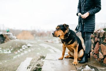 Walk the dog. Big purebred domestic furry brown puppy portrait outdoor on green grass in urban city park. Pet activity at nature. Caution, angry dog. Guard dog. Canine is picking up track and chasing.