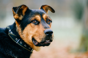 Walk the dog. Big purebred domestic furry brown puppy portrait outdoor on green grass in urban city park. Pet activity at nature. Caution, angry dog. Guard dog. Canine is picking up track and chasing.