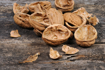 Walnut shell. Front view.