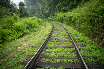 Obraz premium railway tracks in green jungle