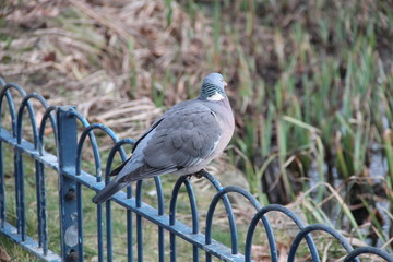 Pigeon