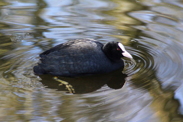 common Eurasian coot (Fulica atra) swimming in lake