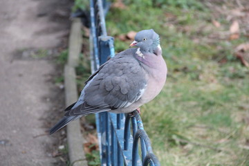 Pigeon