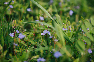 Close up of forest  flowers