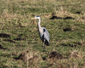 great blue heron (Ardea herodias) on meadow