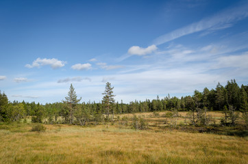 Obraz premium Forest view over the meer