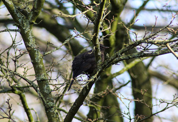   common Eurasian blackbird (Turdus merula) in tree