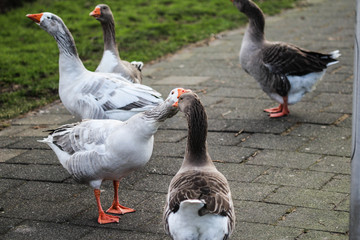   Group greylag goose (Anser anser) in city