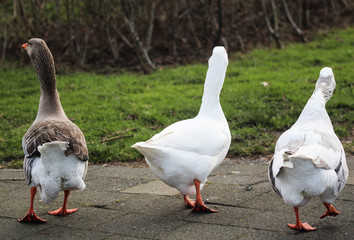   Group greylag goose (Anser anser) in city