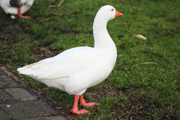 Naklejka na ściany i meble White domestic geese (Anser anser domesticus ) standin on grass