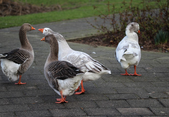   Group greylag goose (Anser anser) in city