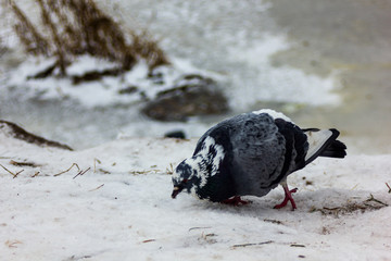 Loneley Pigeon on the side of the Partly Frozen River in Winter Day