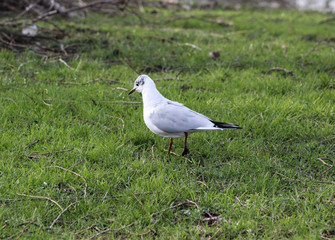 Black headed gull (Chroicocephalus ridibundus) on meadow