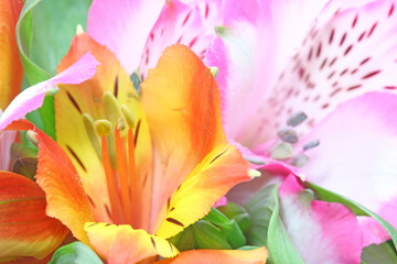 アルストロメリアのクローズアップ