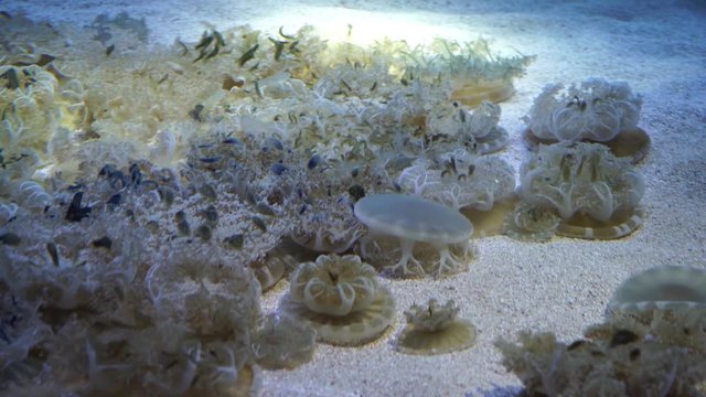 A bloom of Upside Down Jellyfish, Cassiopea Andromeda, group up on the sea floor during a scuba diving expedition