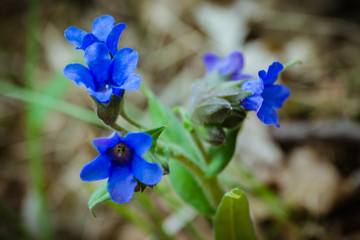 A small blue flower. May flowers. Close-up of blue summer flowers. Macro flower in wild nature. The best spring flowers and plants. Pulmonaria (lungwort) flowers  of violet. The first spring flowers.
