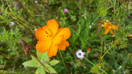 Eine schöne orange Blume in einer Naturwiese